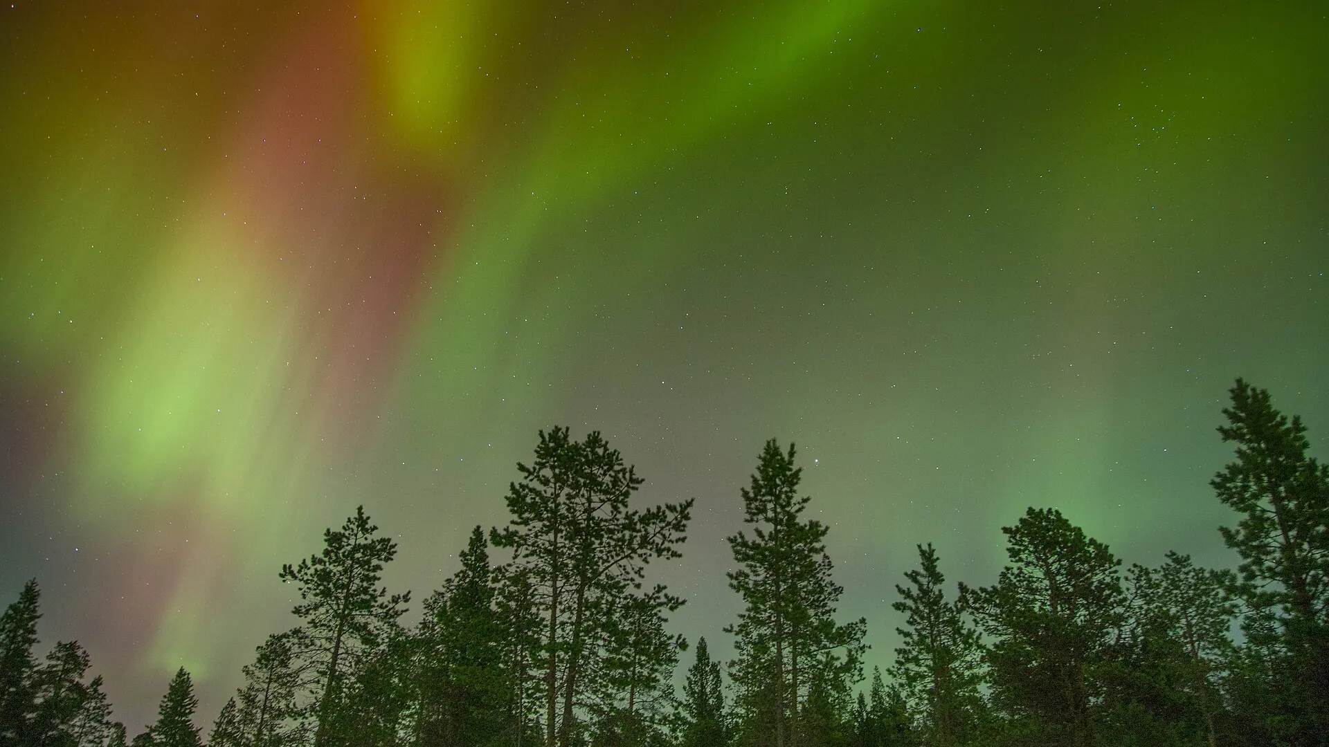 Green and red polar lights over a forest